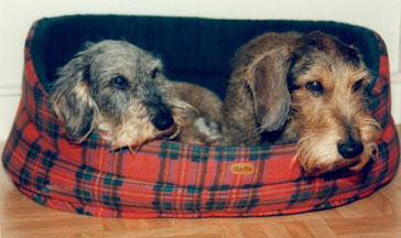 TWO GRAND DOGS: Lamark Wonne with her father Lamark Donn. Wonne 12 years old here and Donn 14 years old.